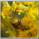 Polistes dominula - Haus-Feldwespe m01.jpg